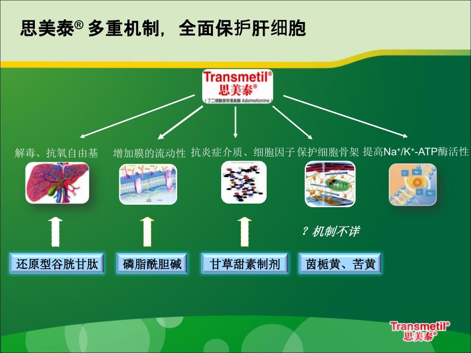 多重机制防治药物性肝损课件_第4页