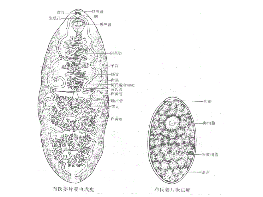 姜片虫肺吸虫课件_2_第2页