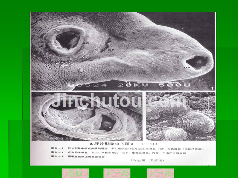 动物蠕虫病课件_第3页