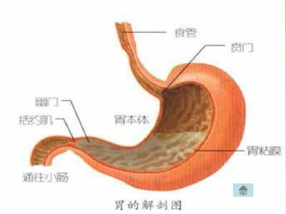 胃ca护理课件_第2页