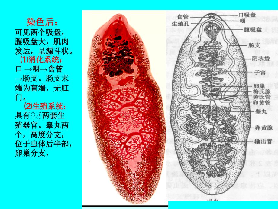 姜片虫课件_第4页