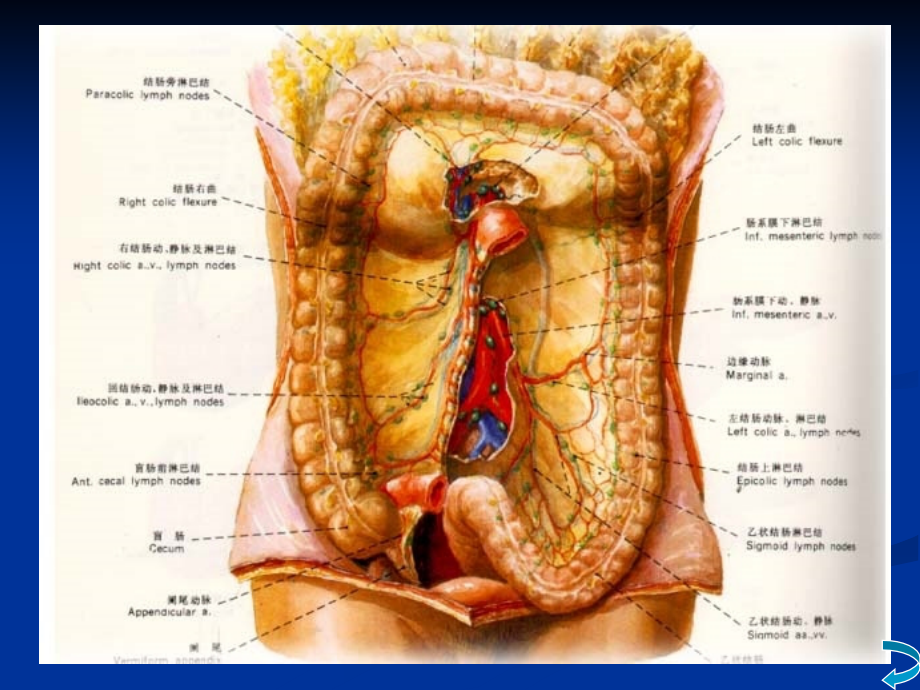 结直肠肛管疾病课件_5_第3页