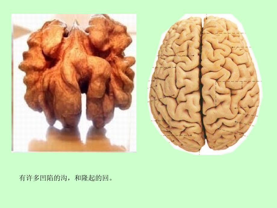 苏教版科学《大脑》ppt课件修订_第4页