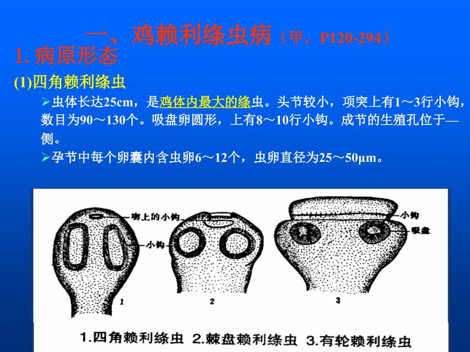 第4节戴文绦虫家禽绦虫病课件_第3页