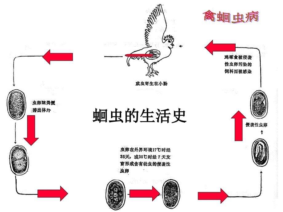 精品课件《禽病学》（完整版）禽蛔虫病_第5页