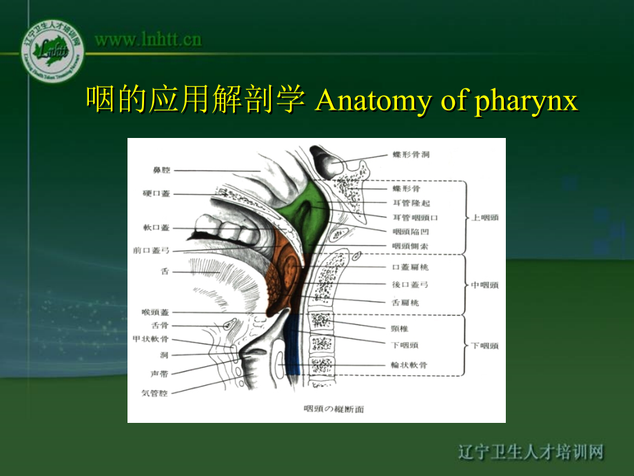 咽部的解剖anatomy of 课件_第3页