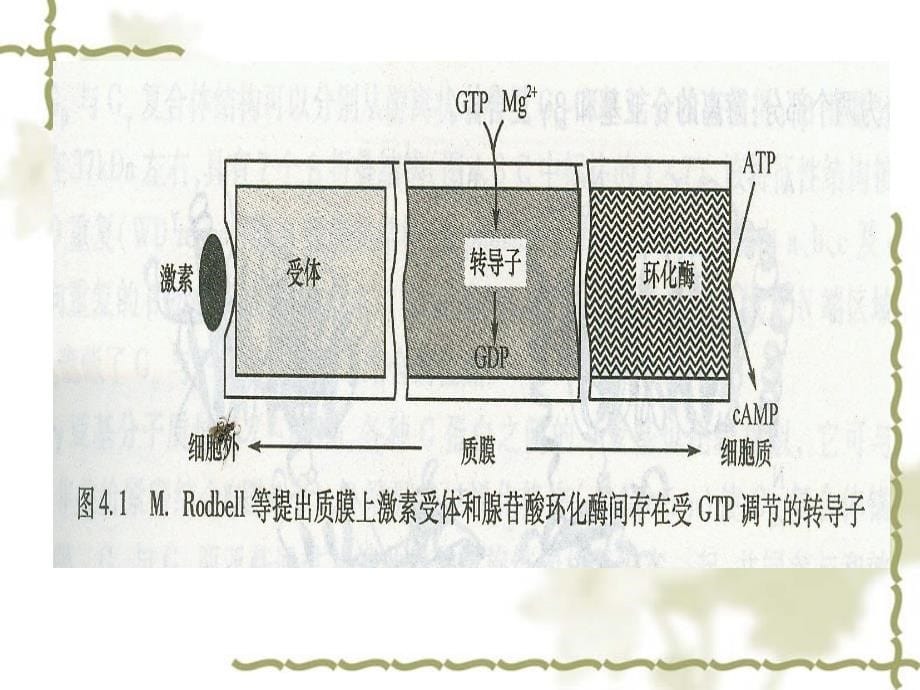 细胞型信号转导途径课件_第5页