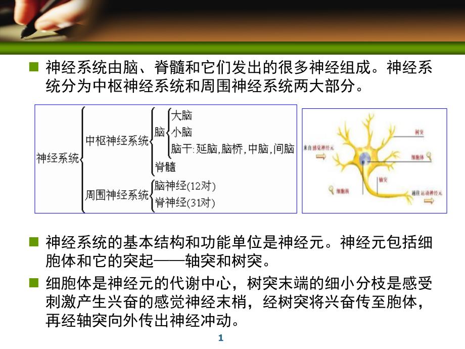 周围神经系统药物课件_1_第1页