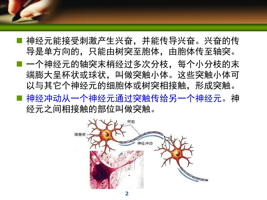 周围神经系统药物课件_1_第2页