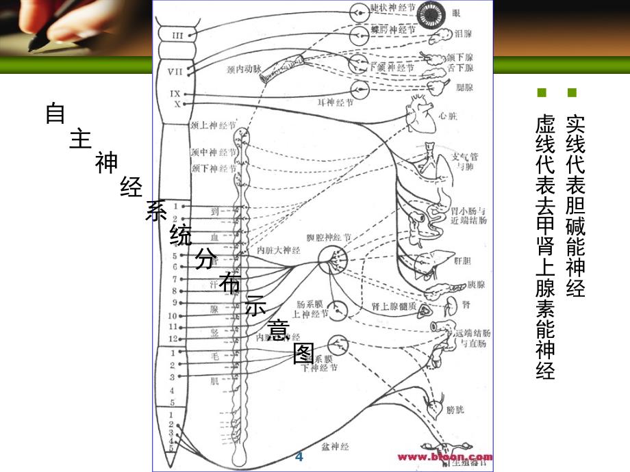 周围神经系统药物课件_1_第4页