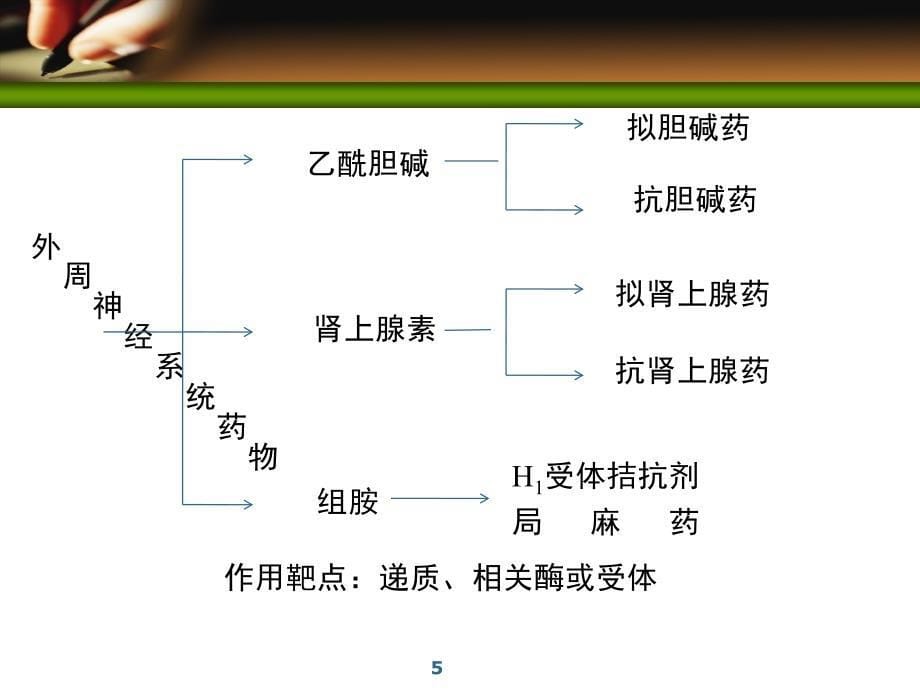 周围神经系统药物课件_1_第5页