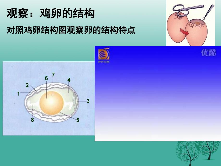 四清导航2017年春八年级生物下册_第七单元_第一章 第四节 鸟的生殖和发育课件2 （新版）新人教版_第4页