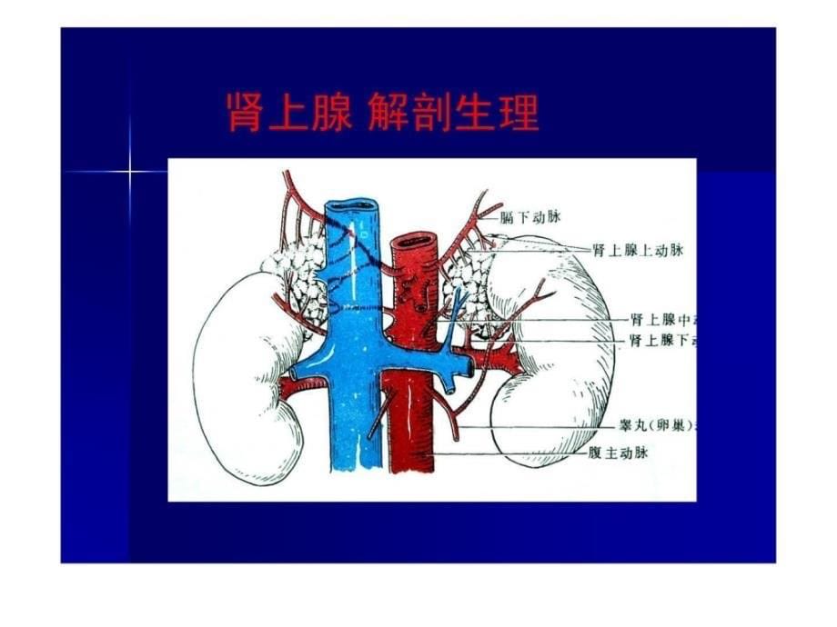 精品推荐医学影像诊断ppt详解完整版肾上腺疾病课件_第5页