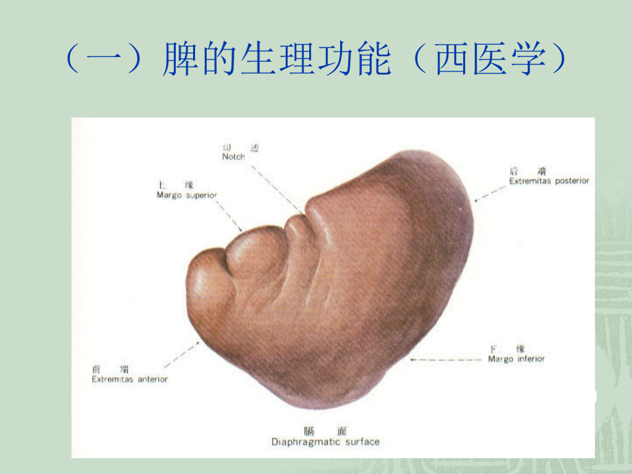 中医养生脾与胃课件_第4页