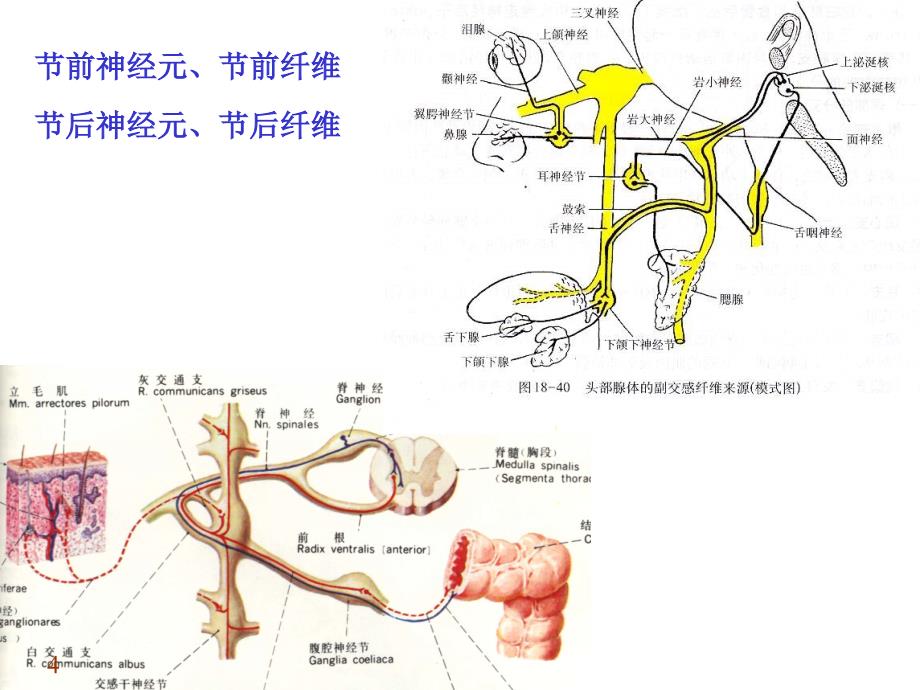 第十六章周围神经系统第三节 内脏神经系统 系统解剖学 人体解剖学 国家级精品课程课件 29页_第4页