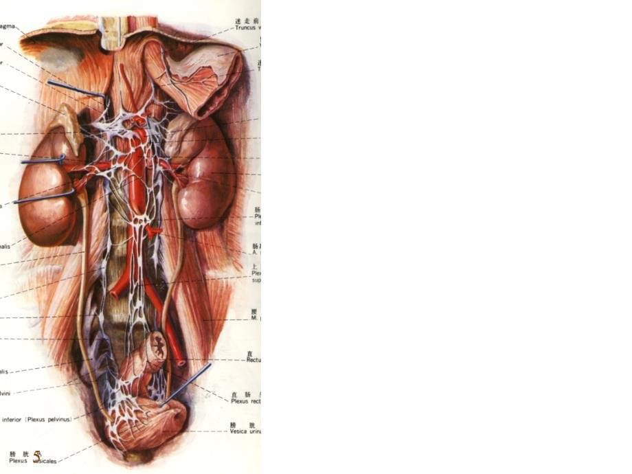 第十六章周围神经系统第三节 内脏神经系统 系统解剖学 人体解剖学 国家级精品课程课件 29页_第5页