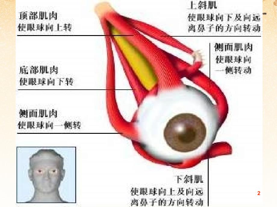 七年级生物下册_4123_人体感知信息课件二 （新版）苏教版_第2页