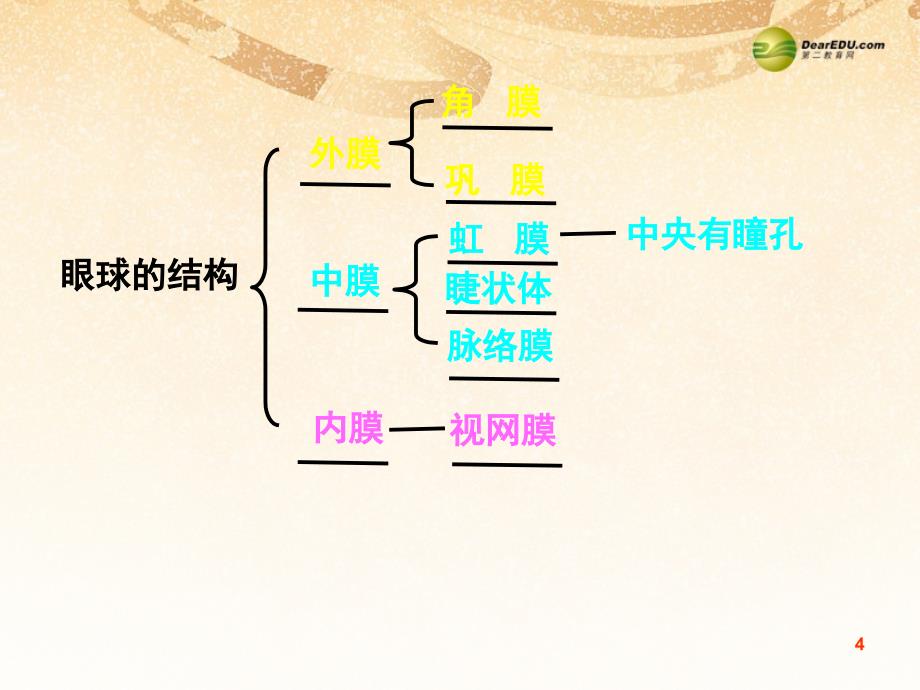 七年级生物下册_4123_人体感知信息课件二 （新版）苏教版_第4页