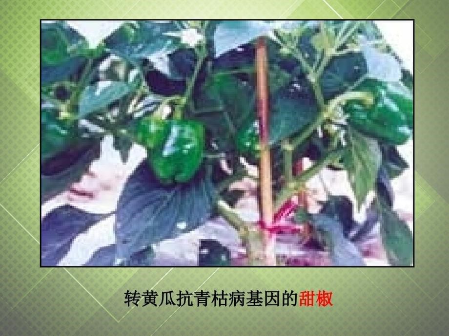 八年级生物下册_第八单元_第三章 生物技术的发展对人类未来的影响课件 冀教版_第5页