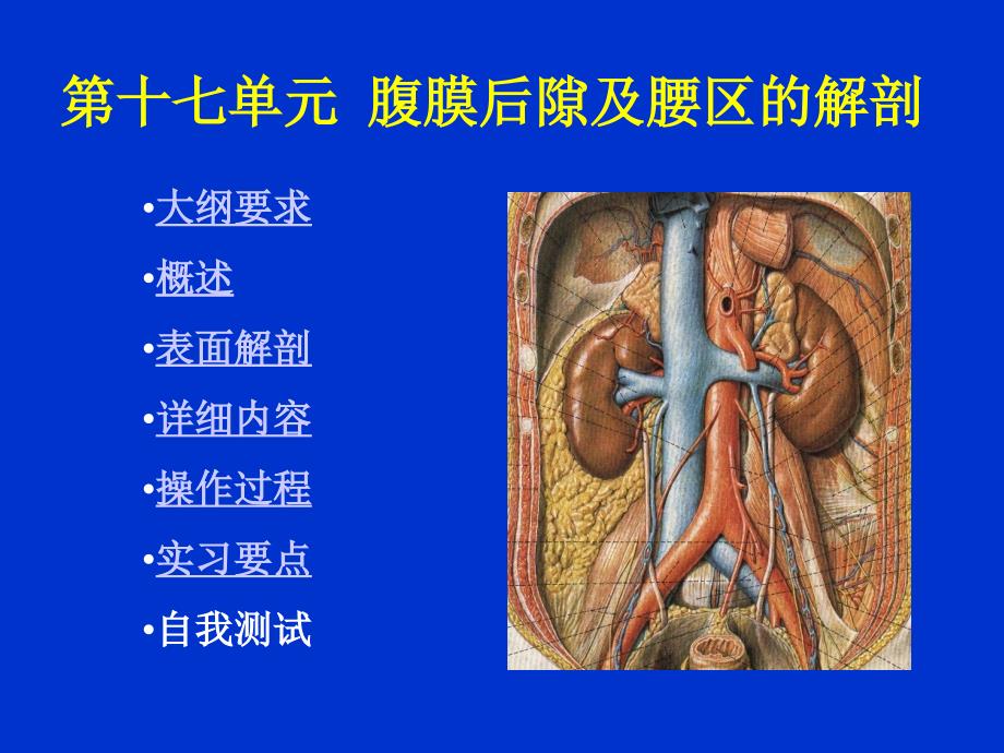第十七单元  腹膜后隙及腰区的解剖课件_第1页