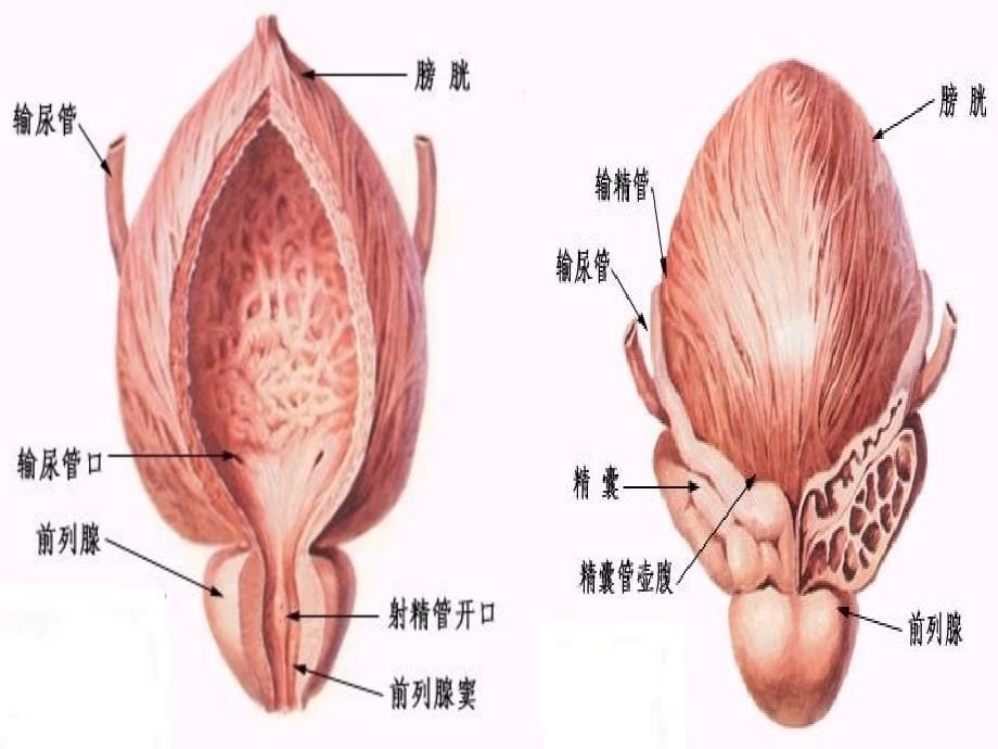 基础医学膀胱护理修订版课件_第5页