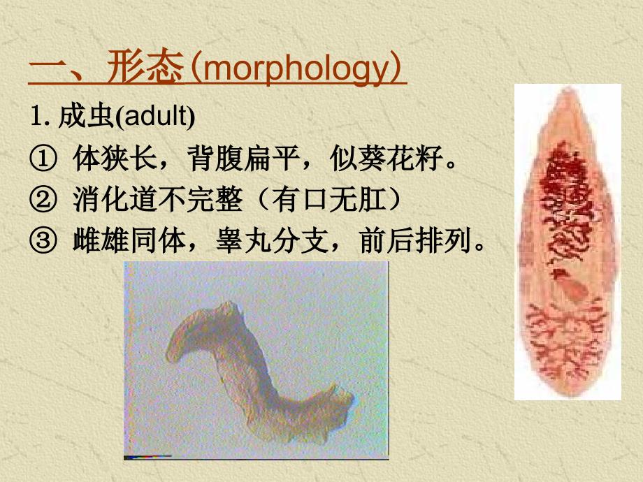 五制华支睾吸虫（肝吸虫）（  ）课件_第2页