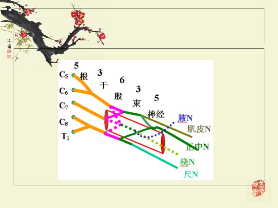 桡神经损伤课件_2_第3页