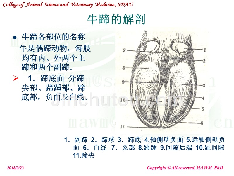 第十三章 蹄病课件_第2页