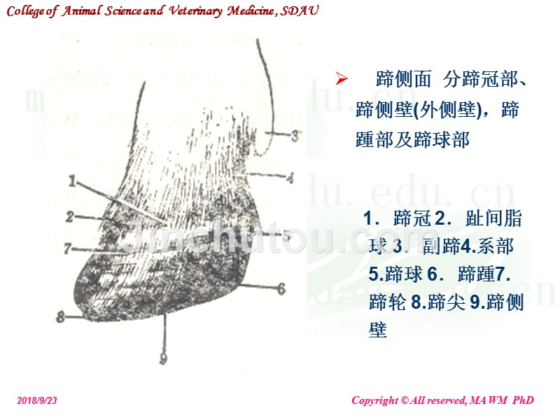 第十三章 蹄病课件_第3页