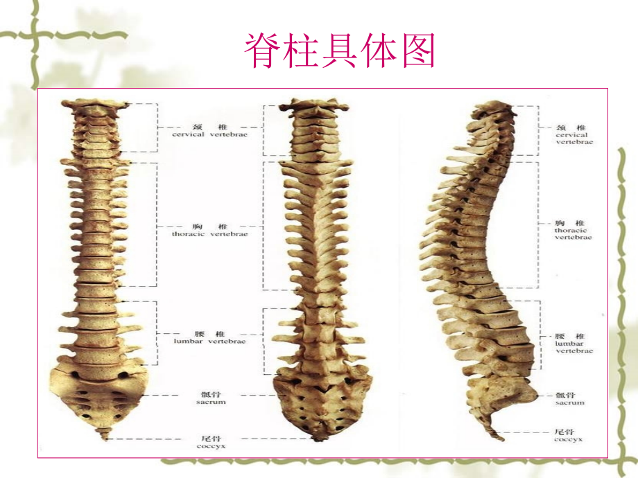 脊髓损伤平面课件_第2页