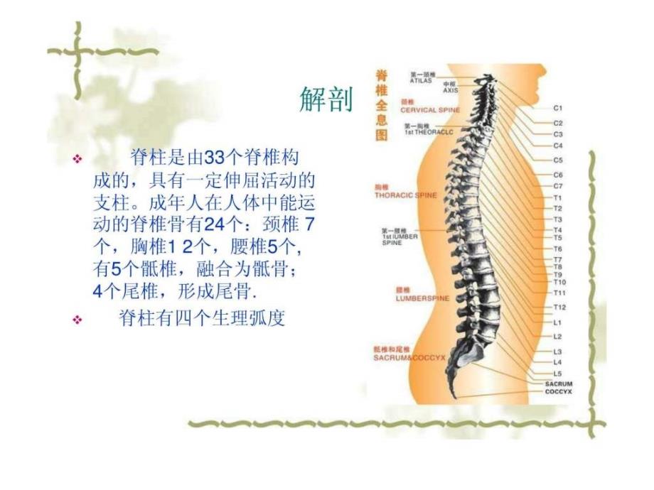 胸腰椎骨折病人的护理课件_2_第3页