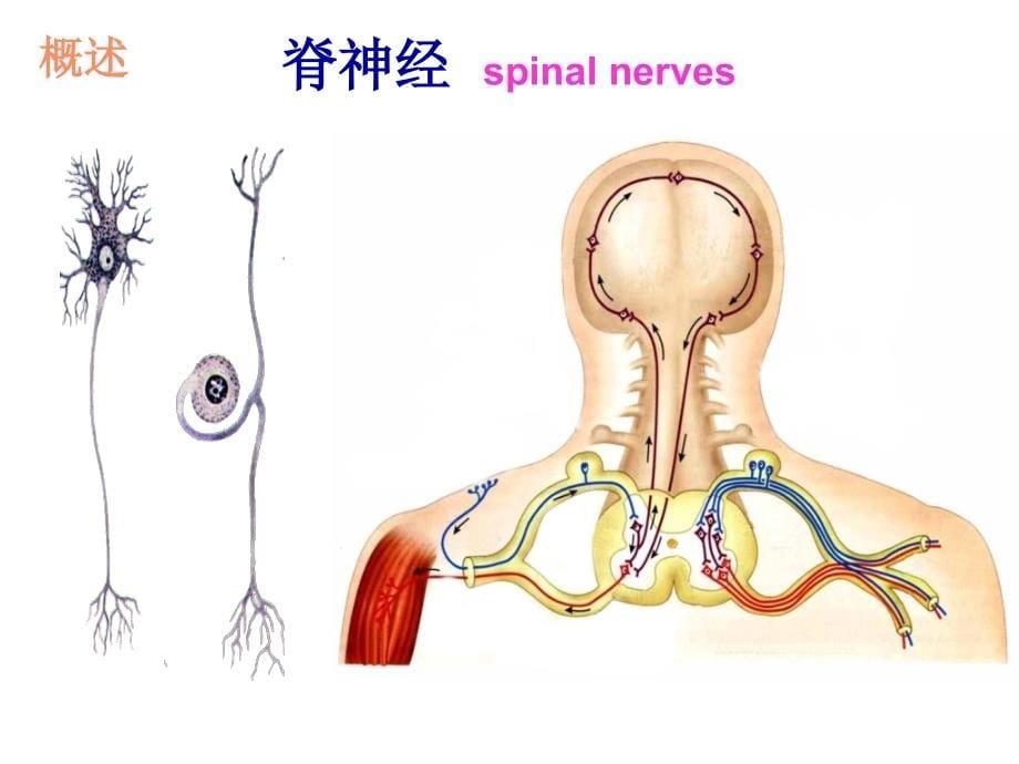 系统解剖学15周围神经系统脊神经课件_第5页