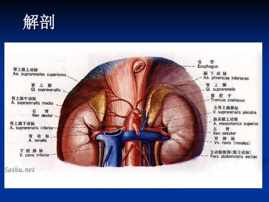 肾上腺疾病超声诊断课件_1_第5页