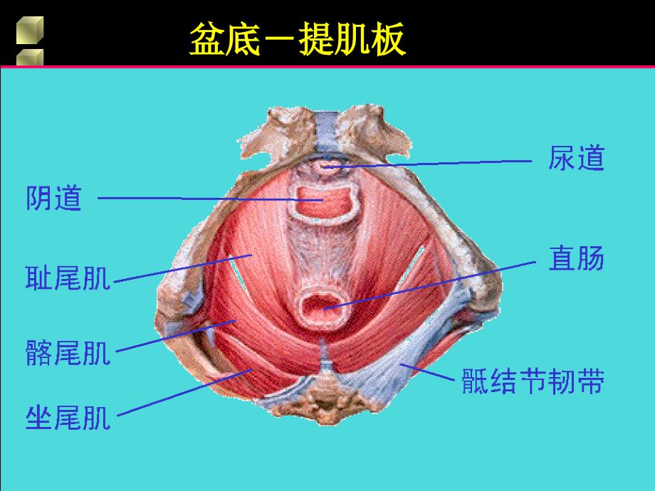 女性生殖道损伤性疾病课件_1_第2页