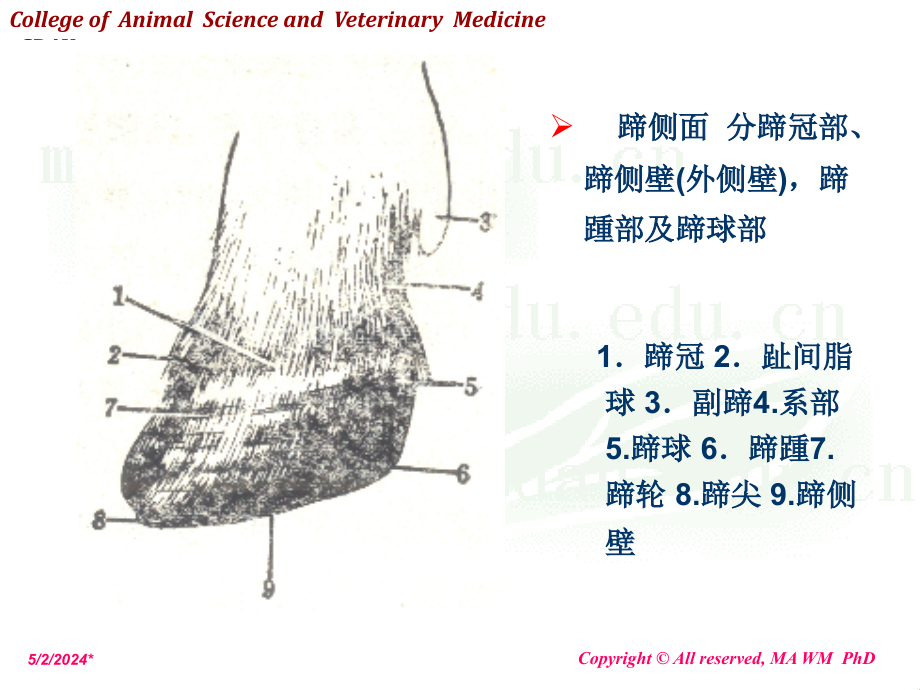 第十一讲奶牛蹄病课件_第3页