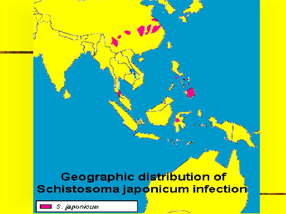 血吸虫姜片虫  日本裂体吸虫课件_第3页