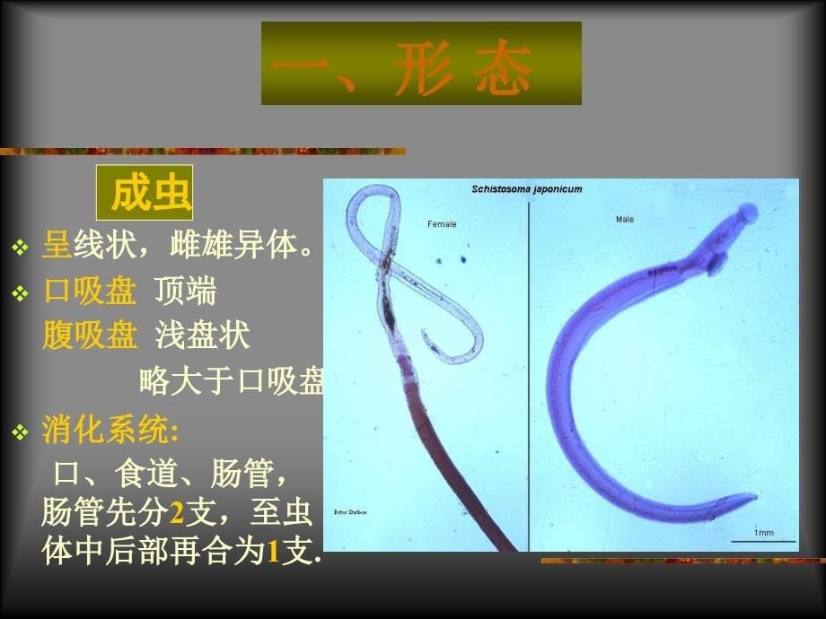 血吸虫姜片虫  日本裂体吸虫课件_第5页