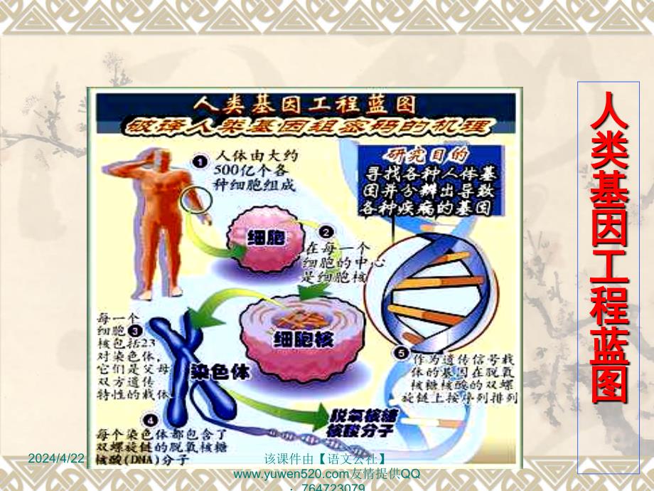 《人类基因组计划及其意义》课件苏教版必修五_1_第4页