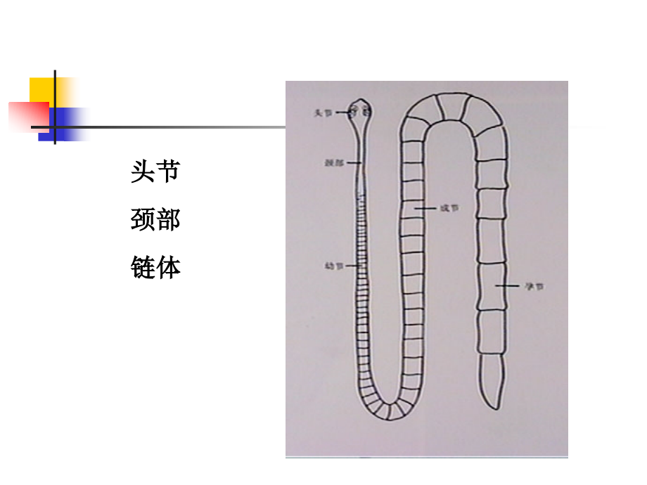 《动物寄生虫病学》许金俊第二章蠕虫病绦虫病课件_第4页