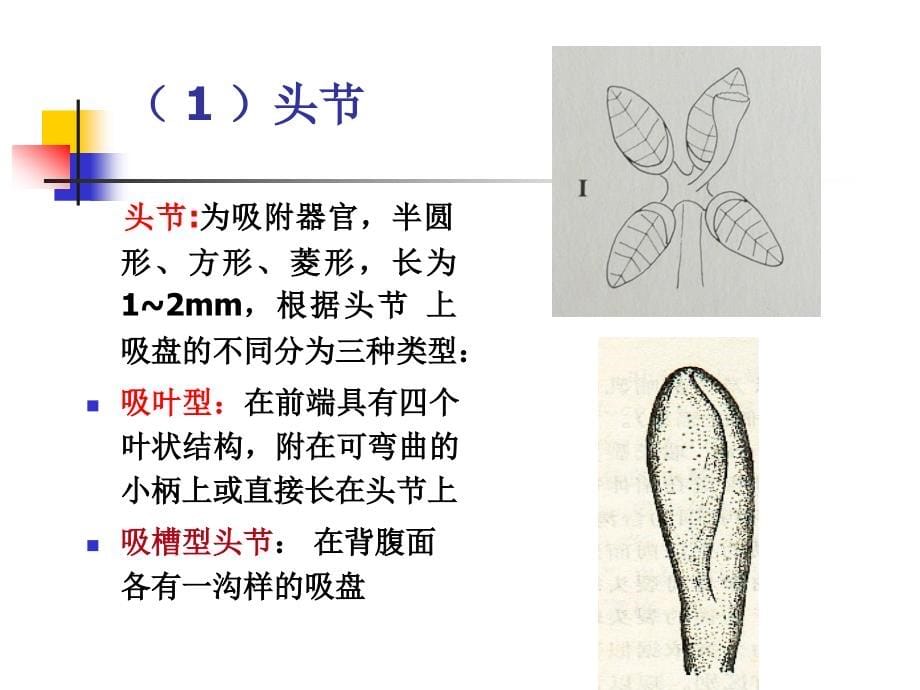 《动物寄生虫病学》许金俊第二章蠕虫病绦虫病课件_第5页