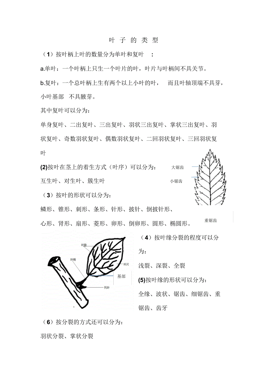 自然体验学习之叶子的类型_第1页