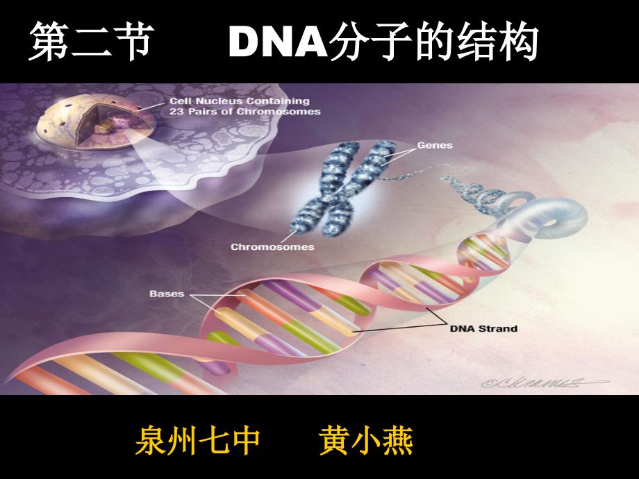 遗传的物质基础-DNA分子结构_第1页