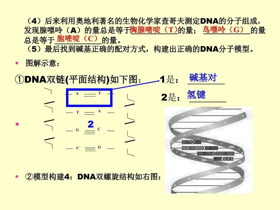 遗传的物质基础-DNA分子结构_第5页