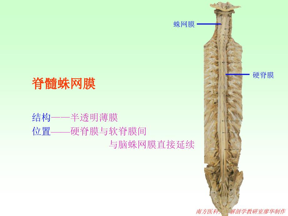 解剖脑脊髓被膜血管脑脊液循环课件_第4页