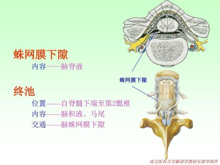 解剖脑脊髓被膜血管脑脊液循环课件_第5页