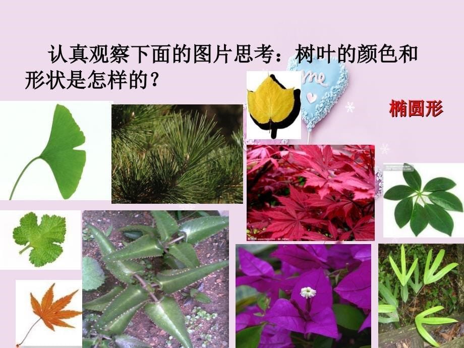 2015春一年级语文下册《树叶都是绿色的吗》课件3 湘教版_第5页