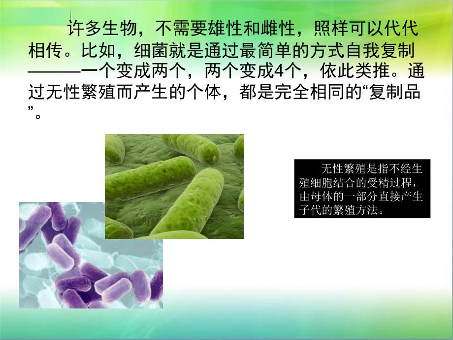 锦小综合实践先有公鸡还是先有母鸡课件_第4页