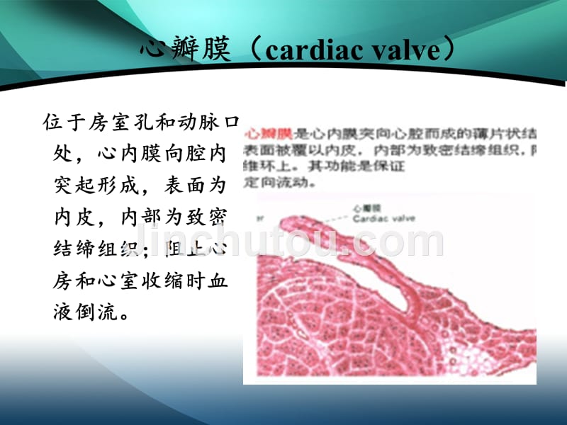 心血管系统疾病1_第3页