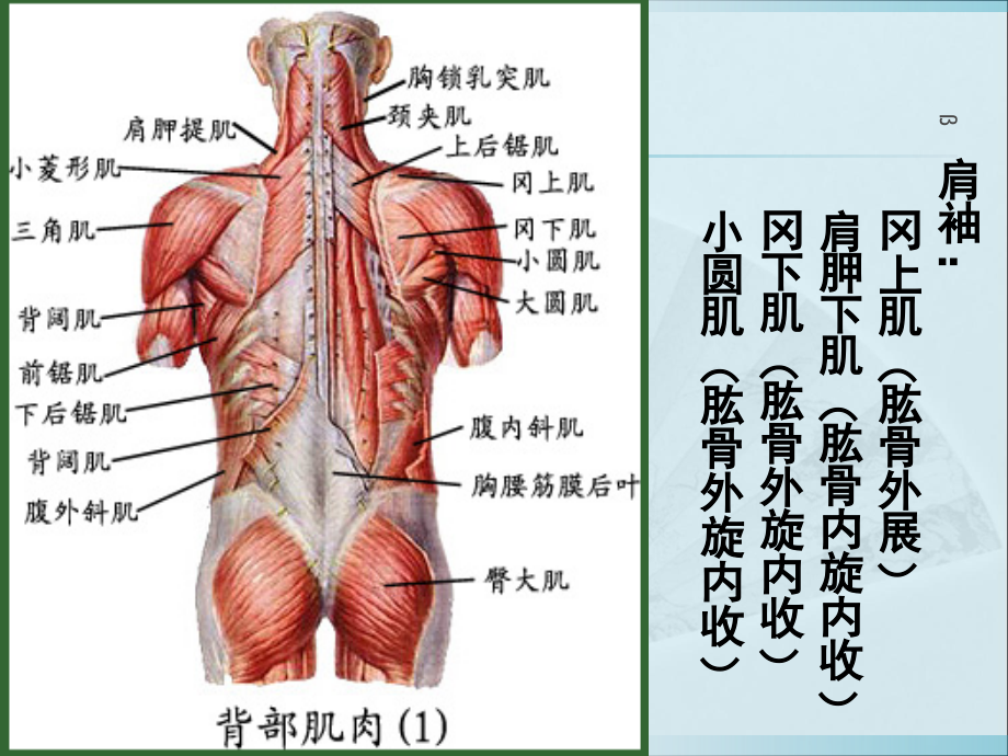 运动伤病防治第七章人体各部位运动损伤-课件_第3页