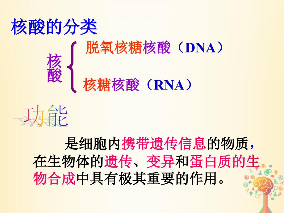 陕西省蓝田县高中生物 第二章 组成细胞的分子 第3节 遗传信息的携带者课件 新人教版必修1_第4页